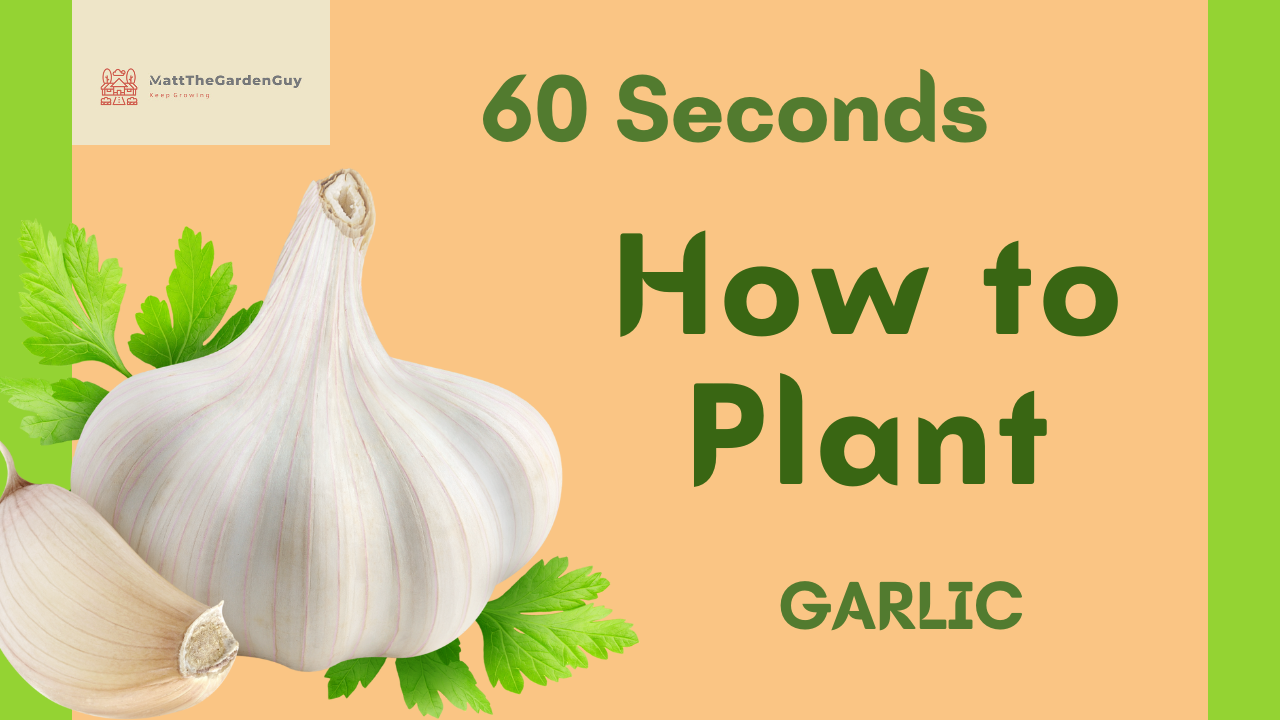 Seed Shopping 101: Choosing the Right Seeds for Your Indoor Garden