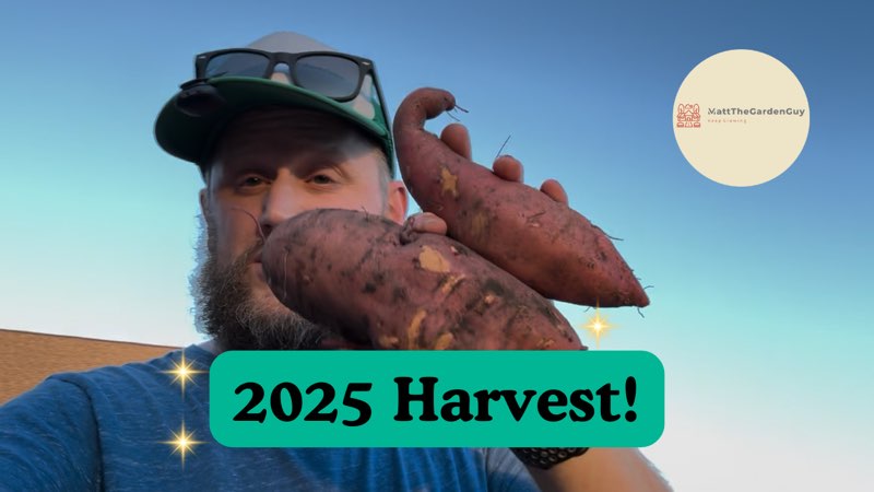 Grow Your Own Monster Sweet Potatoes: 2025 Edition