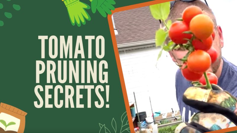 Pruning Tomatoes for Better Airflow & a Healthy Harvest
