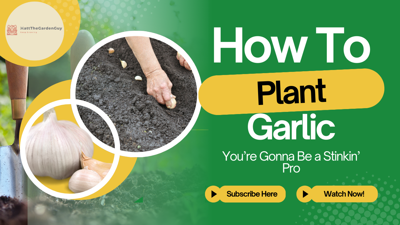 Garlic Growing 101