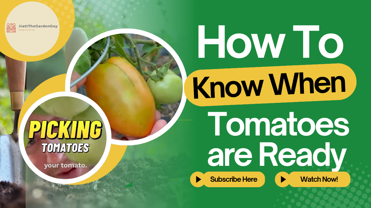 When Are Tomatoes Ready?