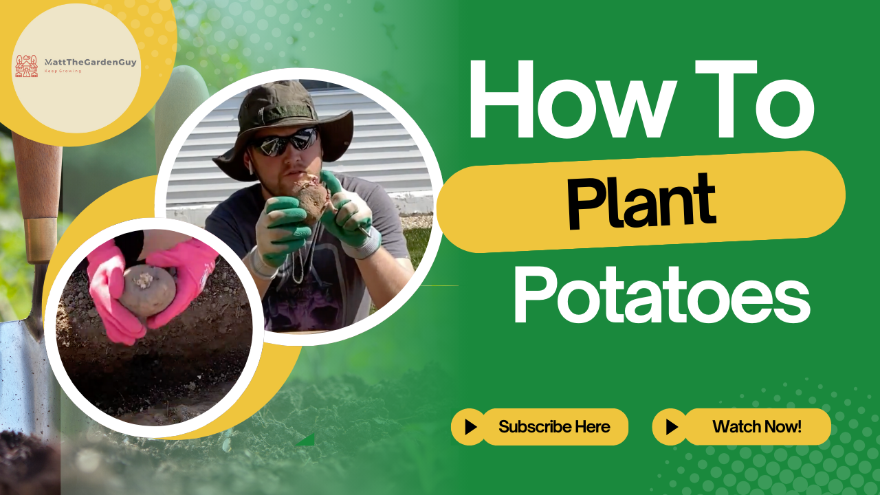 Plant Potatoes Like a Pro