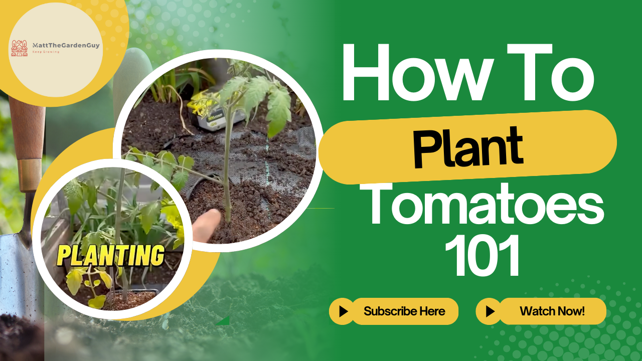 Tomatoes 101 Quick Start