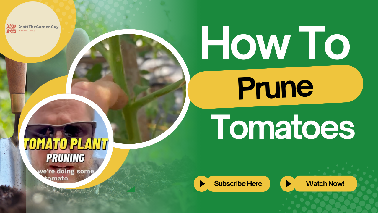 Pruning Tomatoes
