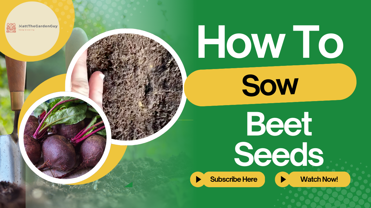 How to Sow Beets