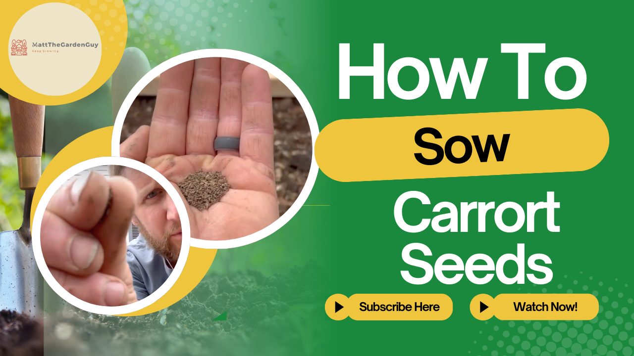 Sow Carrots 101