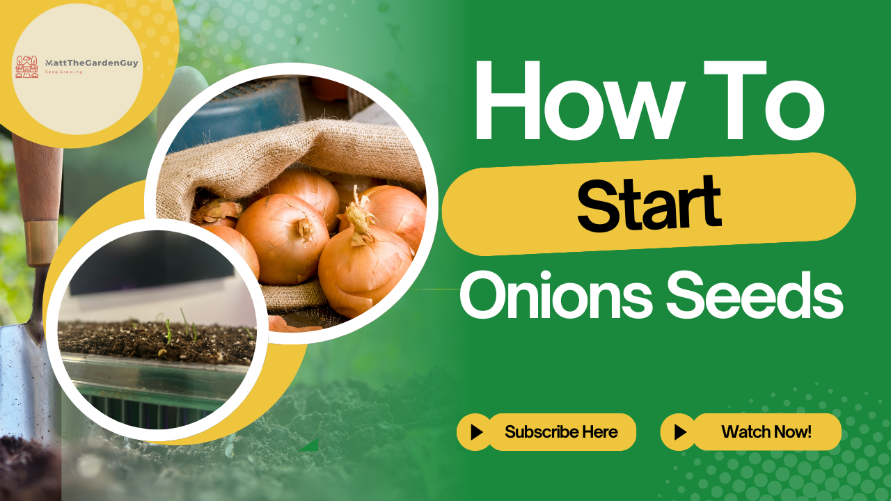 Start Onions from Seeds