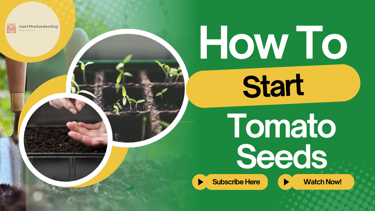 Starting Tomato Seeds